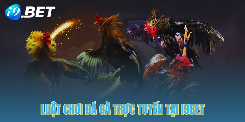 Luật chơi đá gà trực tiếp tại nhà cái I9BET