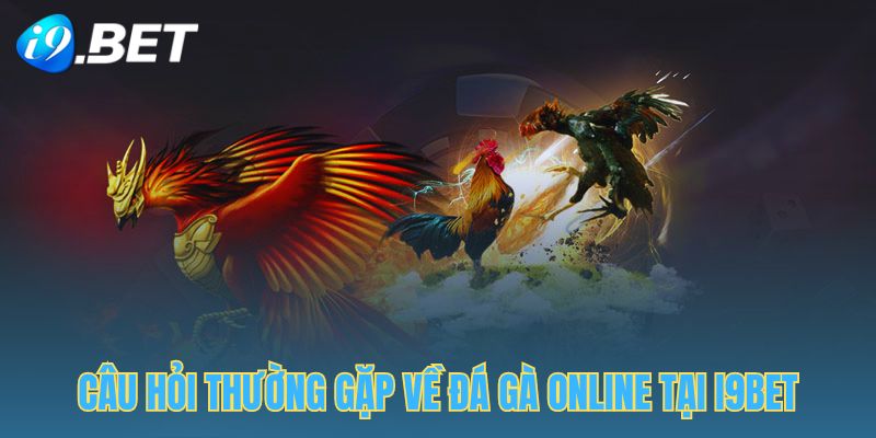 Một số thắc mắc của hội viên khi chơi đá gà online